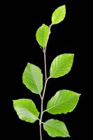 Hêtre - Rameau feuillé (Fagus sylvatica)